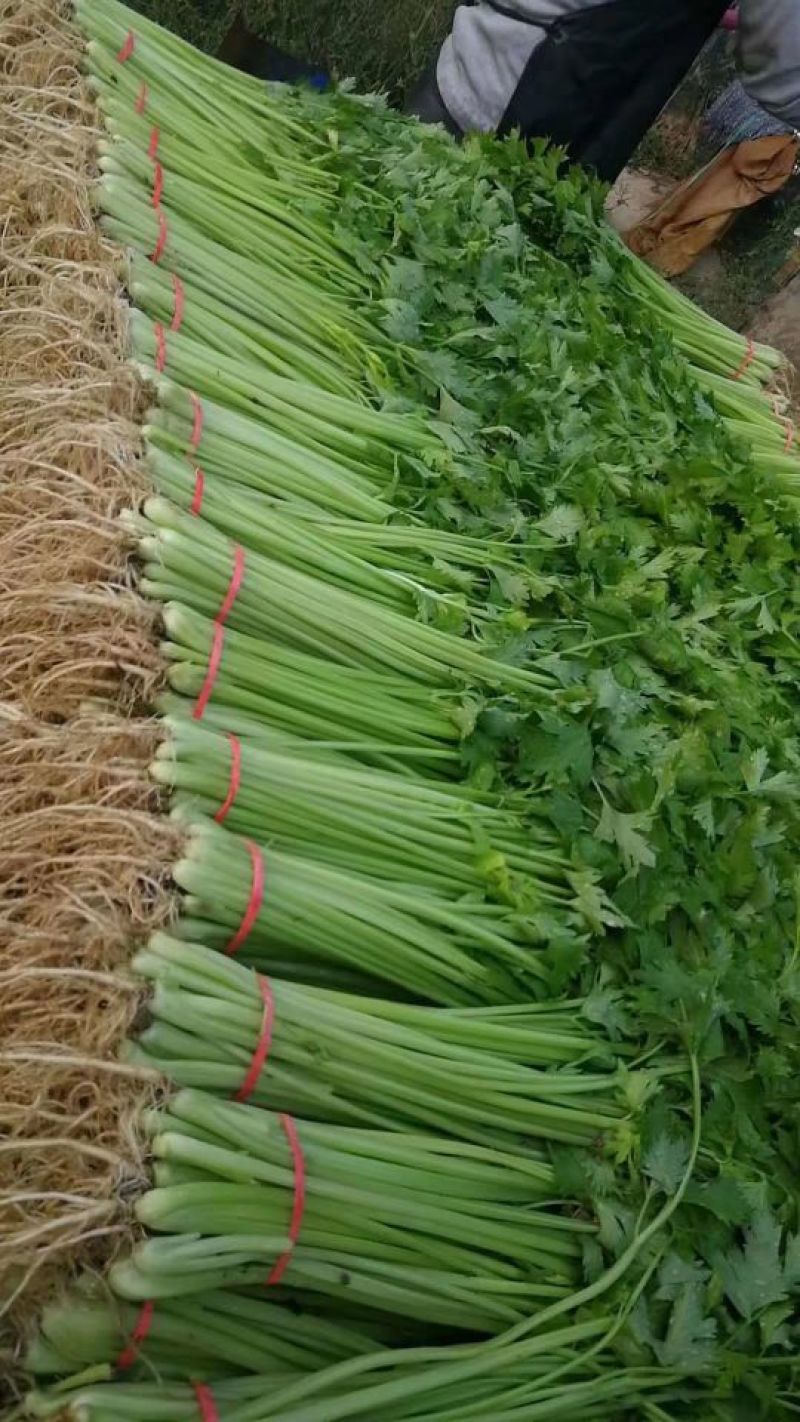 大量甘兰，花菜，芹菜，菠菜，香菜，油麦