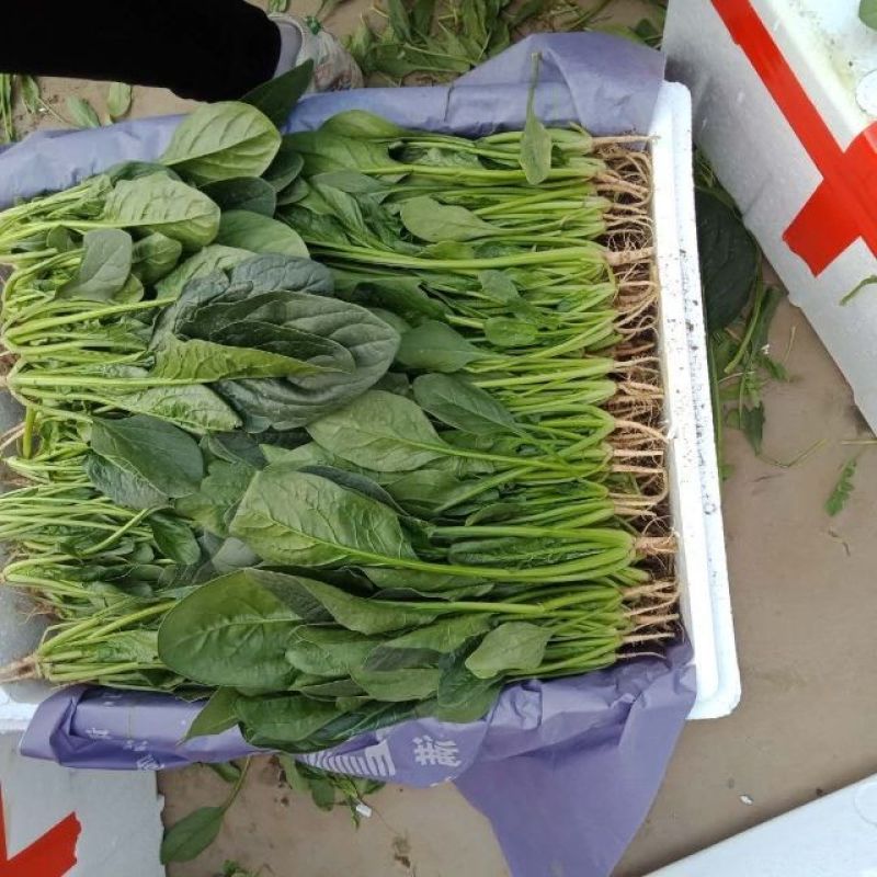 大量甘兰，花菜，芹菜，菠菜，香菜，油麦