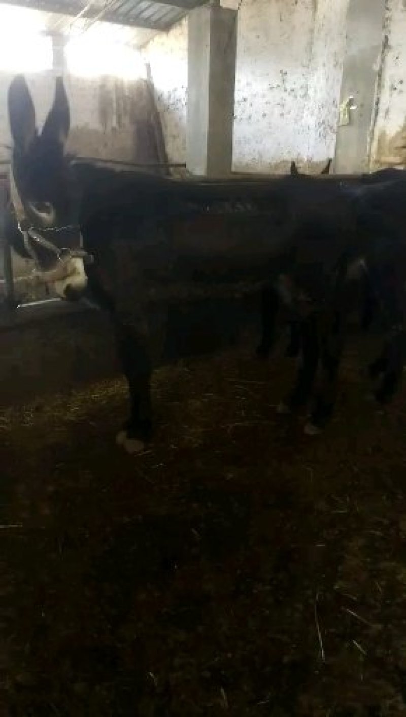 肉驴