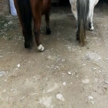 肉马