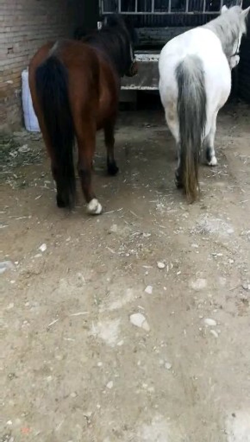 肉马