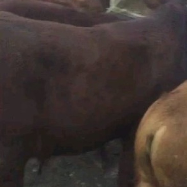 肉牛
