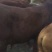 肉牛