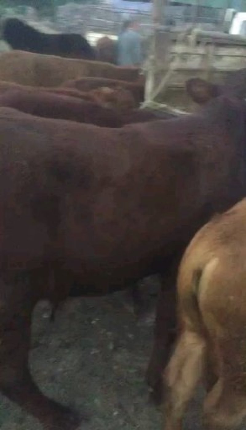 肉牛
