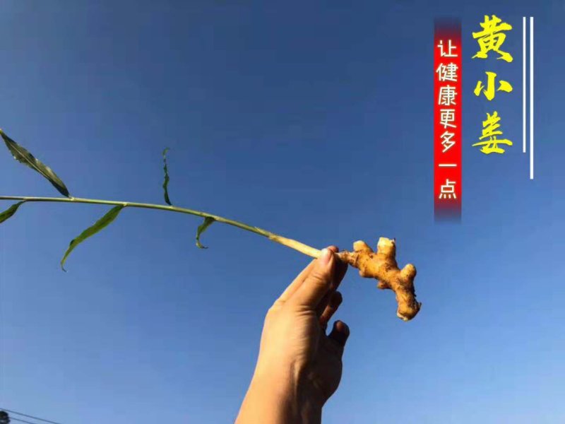 生姜支持一件代发