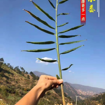 生姜支持一件代发