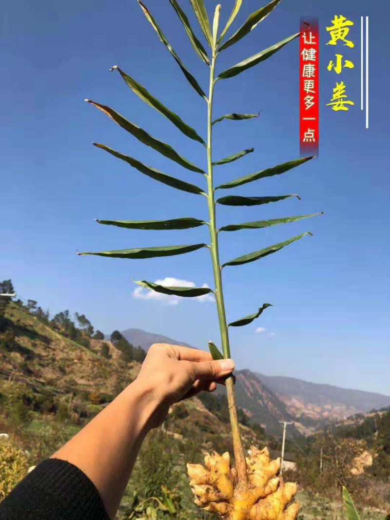 生姜支持一件代发