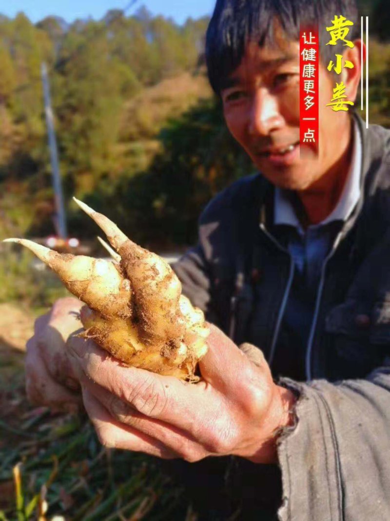 生姜支持一件代发