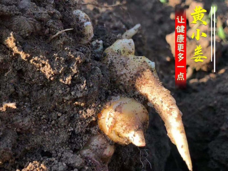 生姜支持一件代发