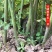 生姜支持一件代发
