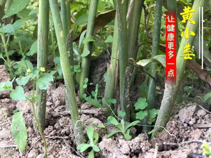 生姜支持一件代发