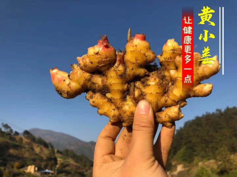 生姜支持一件代发