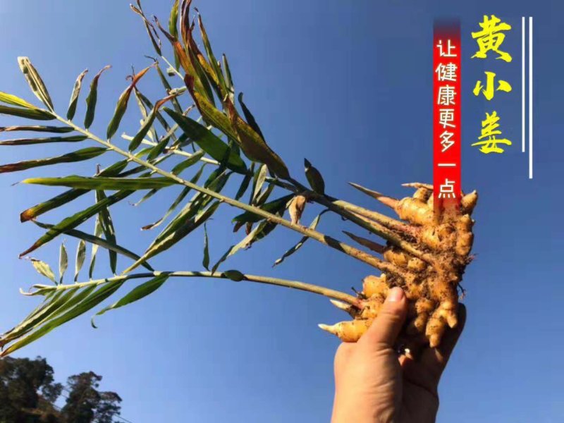生姜支持一件代发