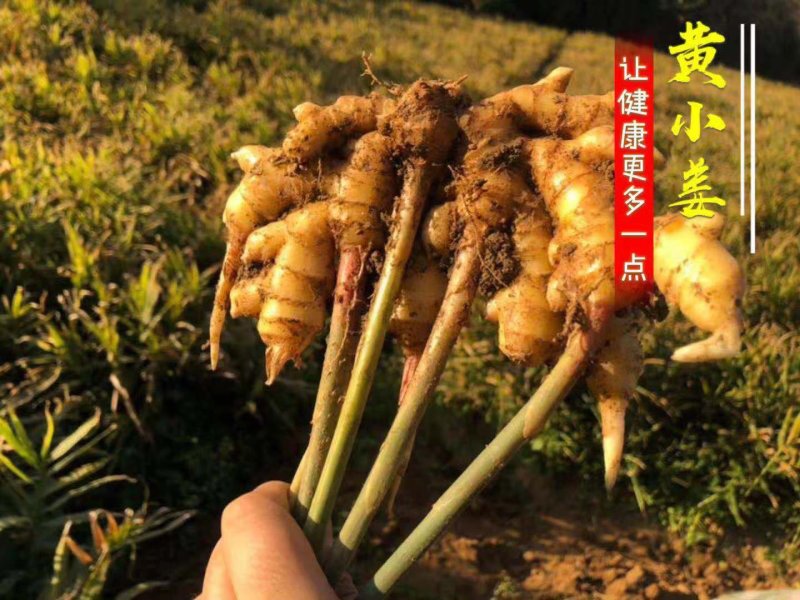 生姜支持一件代发