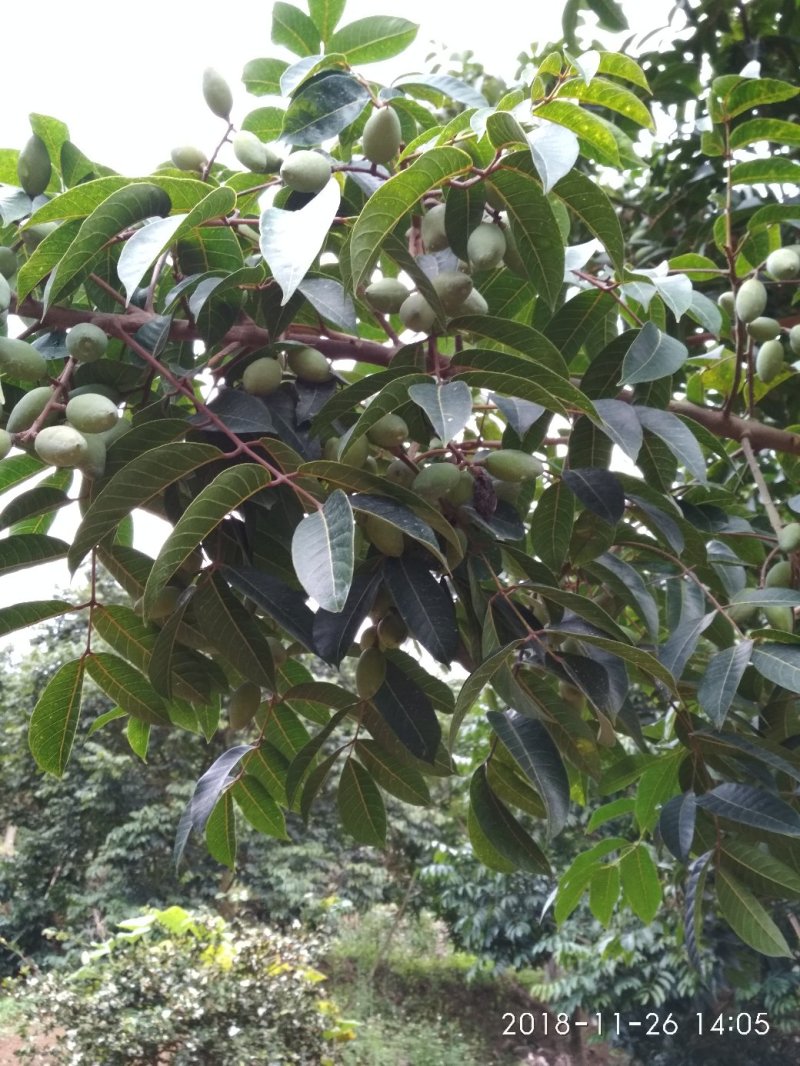 福建闽清橄榄