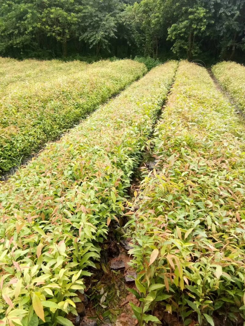 红椎苗造林苗长期供应