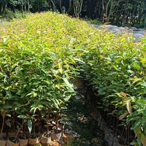 红椎苗造林苗长期供应