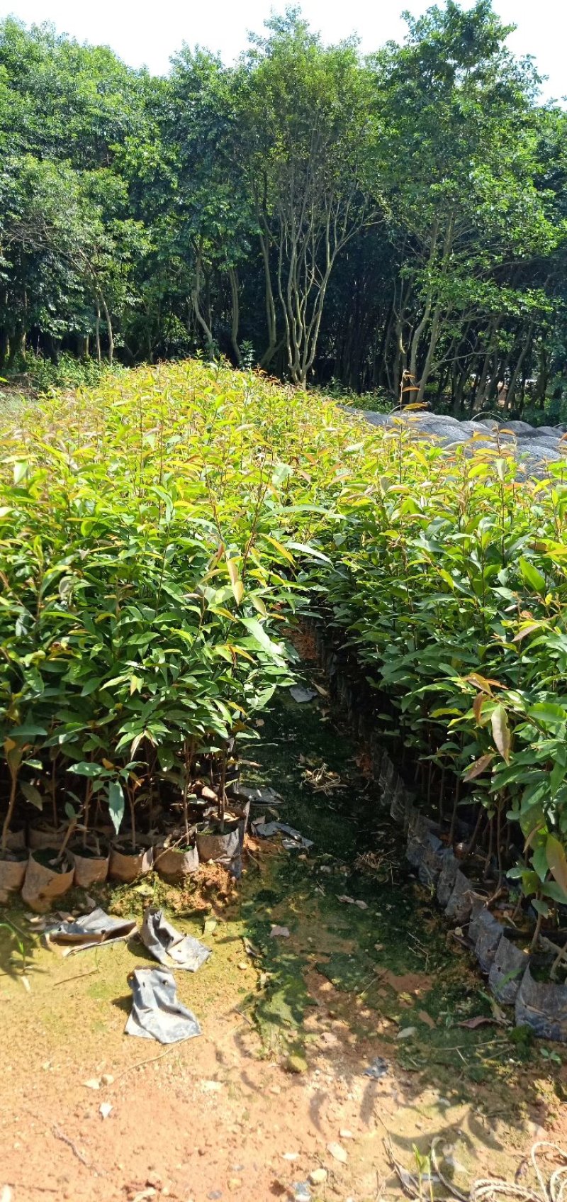 红椎苗造林苗长期供应