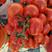 大红西红柿，山东大红西红柿，山东西红柿，产地供应全国发货