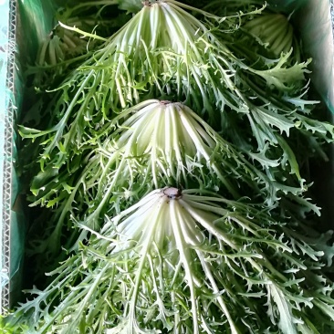 精品苦菊