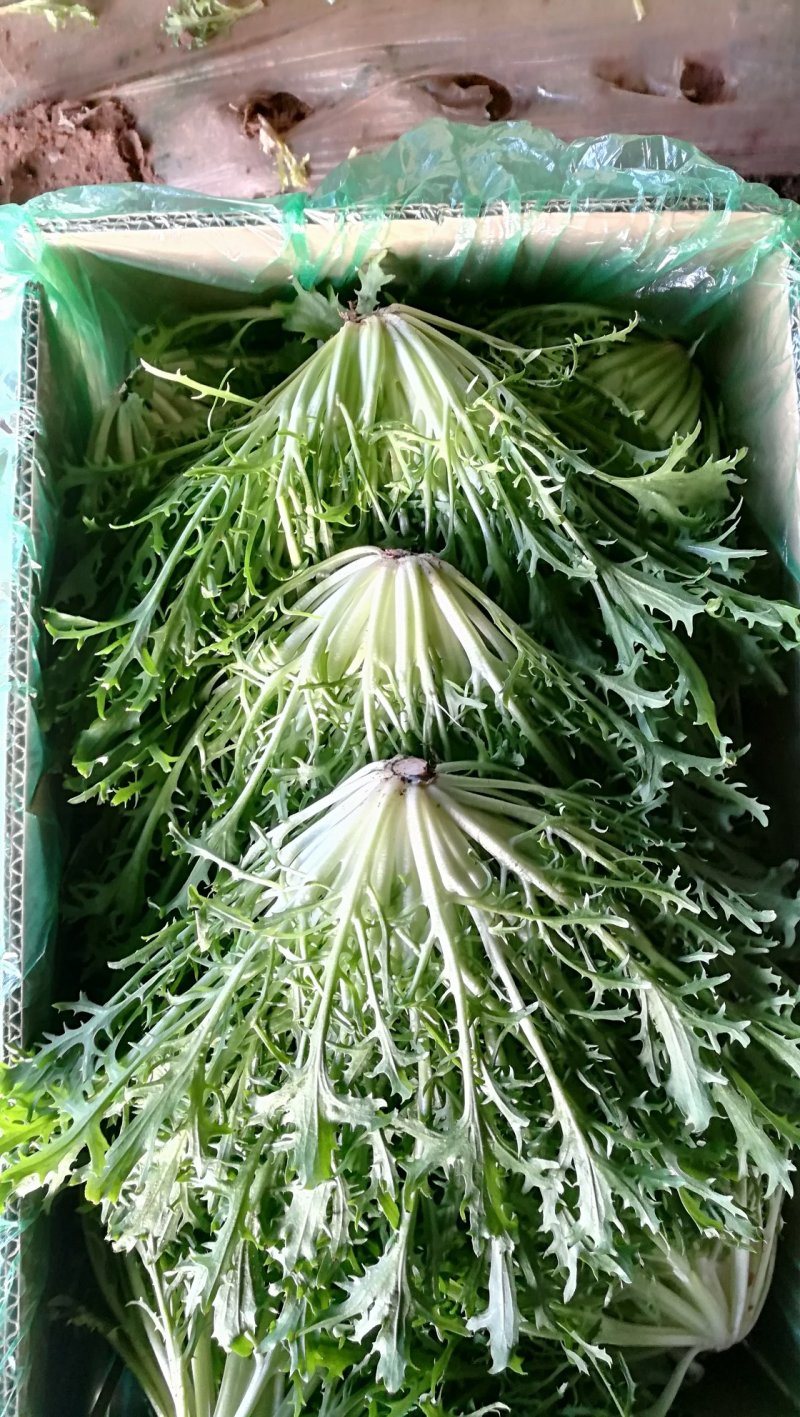 精品苦菊