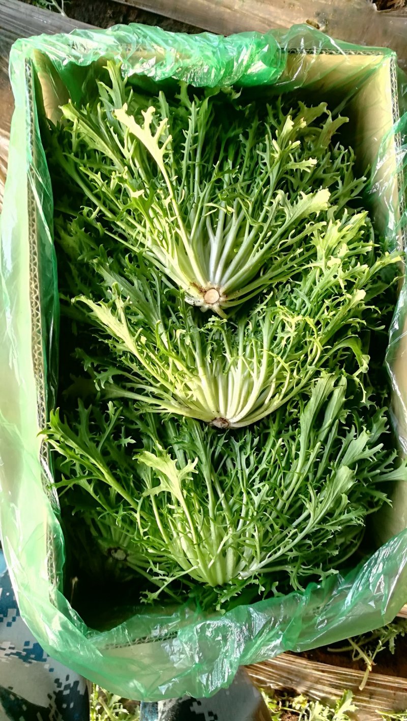 精品苦菊