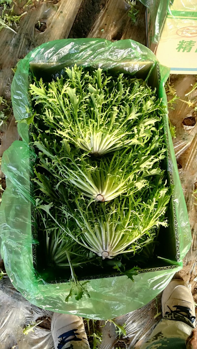 精品苦菊