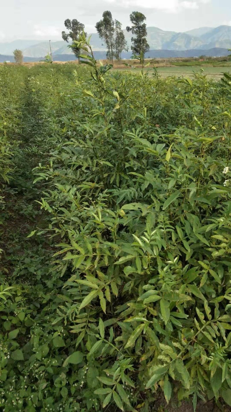 裸根袋装九叶青花椒苗