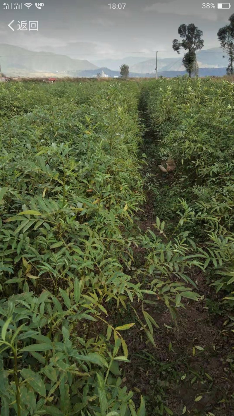 裸根袋装九叶青花椒苗