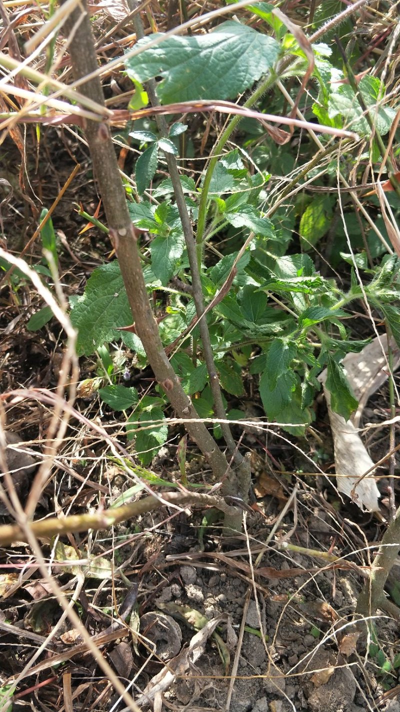 裸根袋装九叶青花椒苗