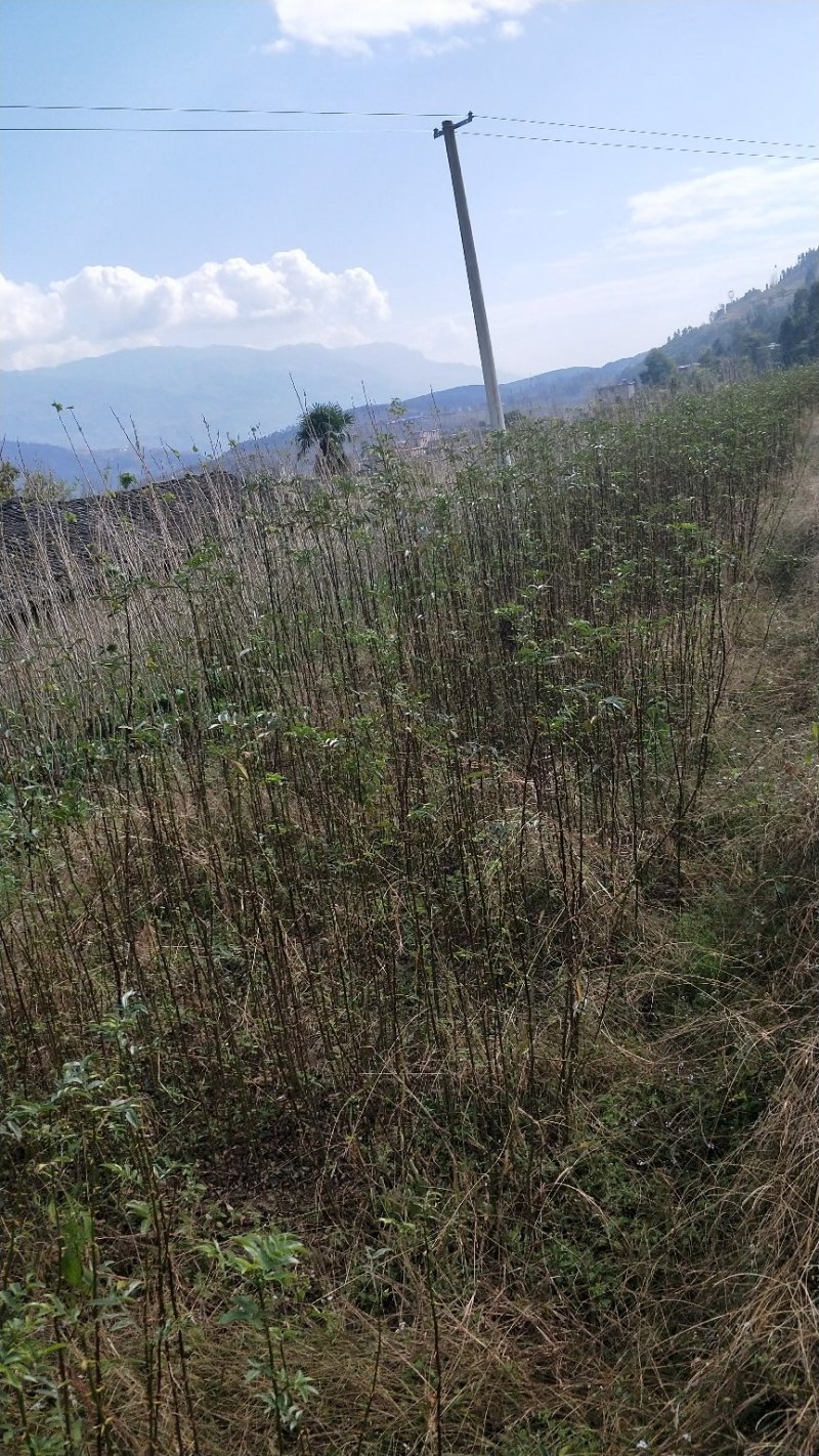 裸根袋装九叶青花椒苗