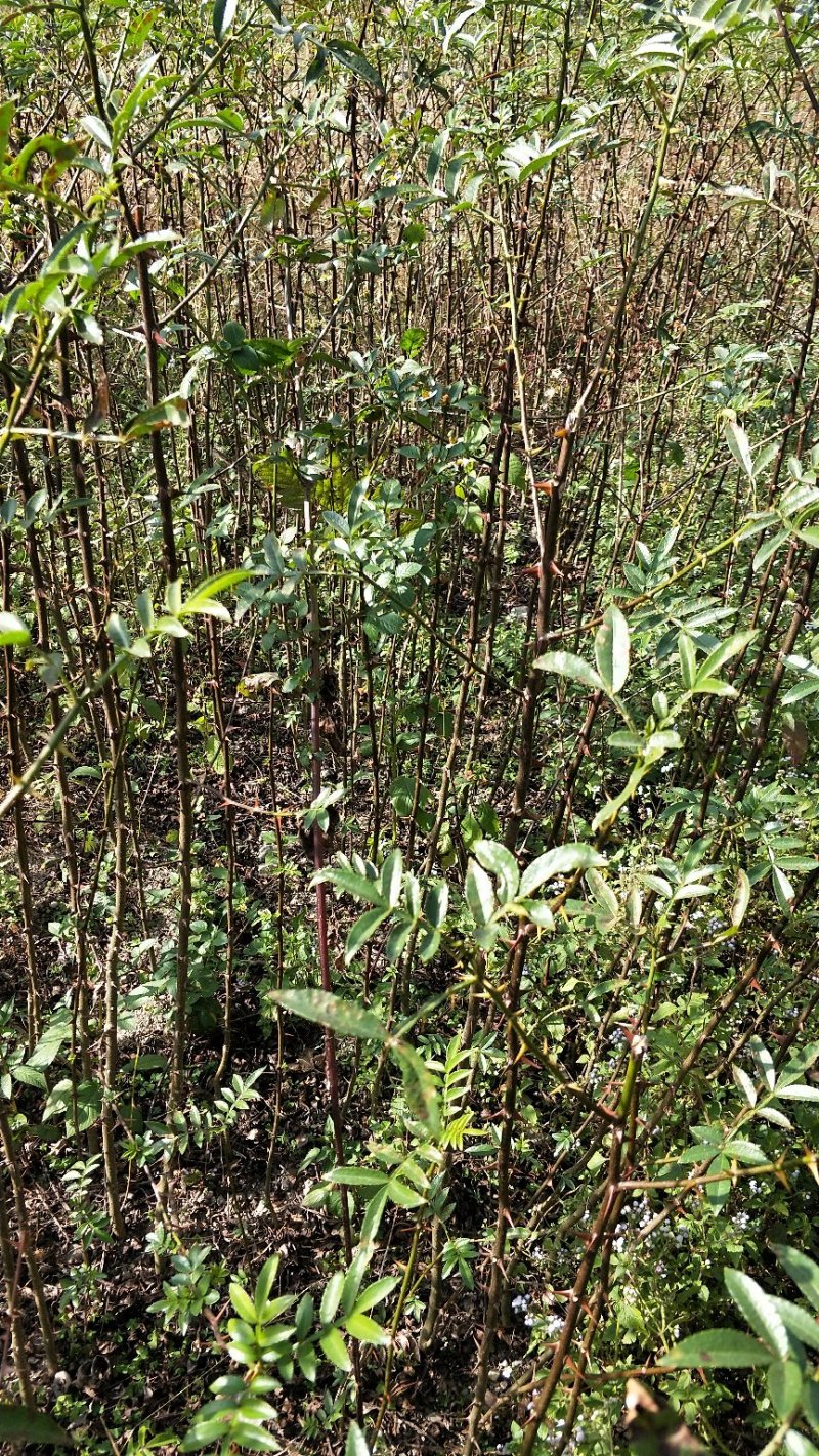 裸根袋装九叶青花椒苗
