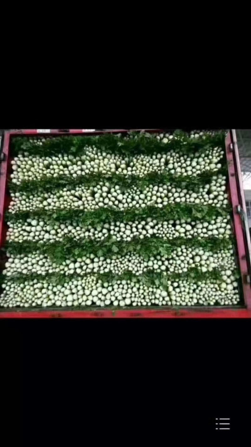 蔬菜，甘兰，花菜，油麦，芹菜，菠菜