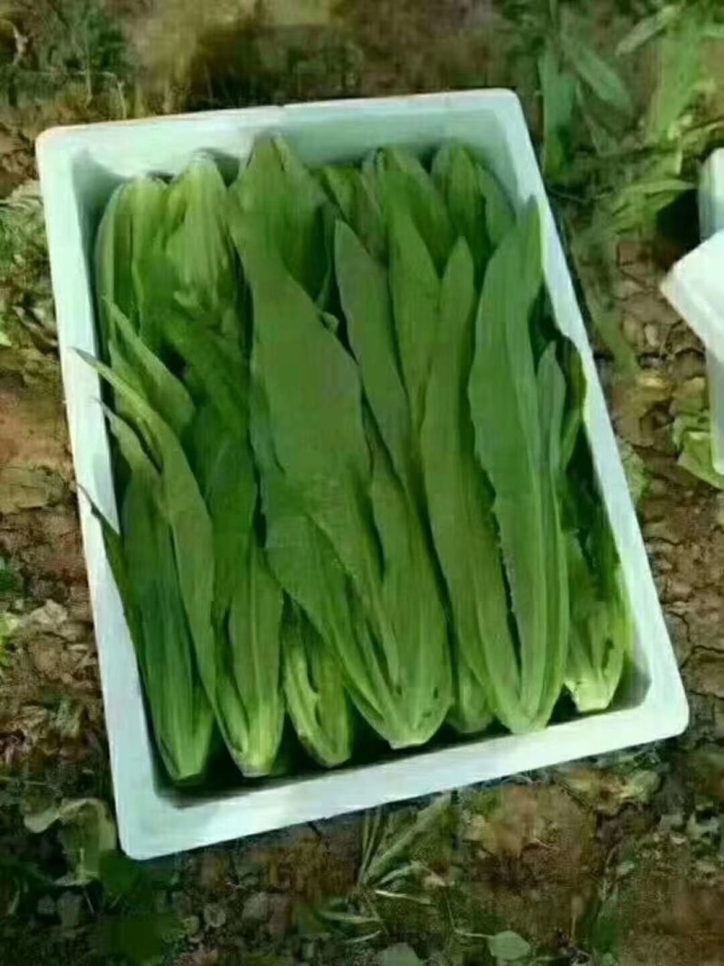 蔬菜，甘兰，花菜，油麦，芹菜，菠菜