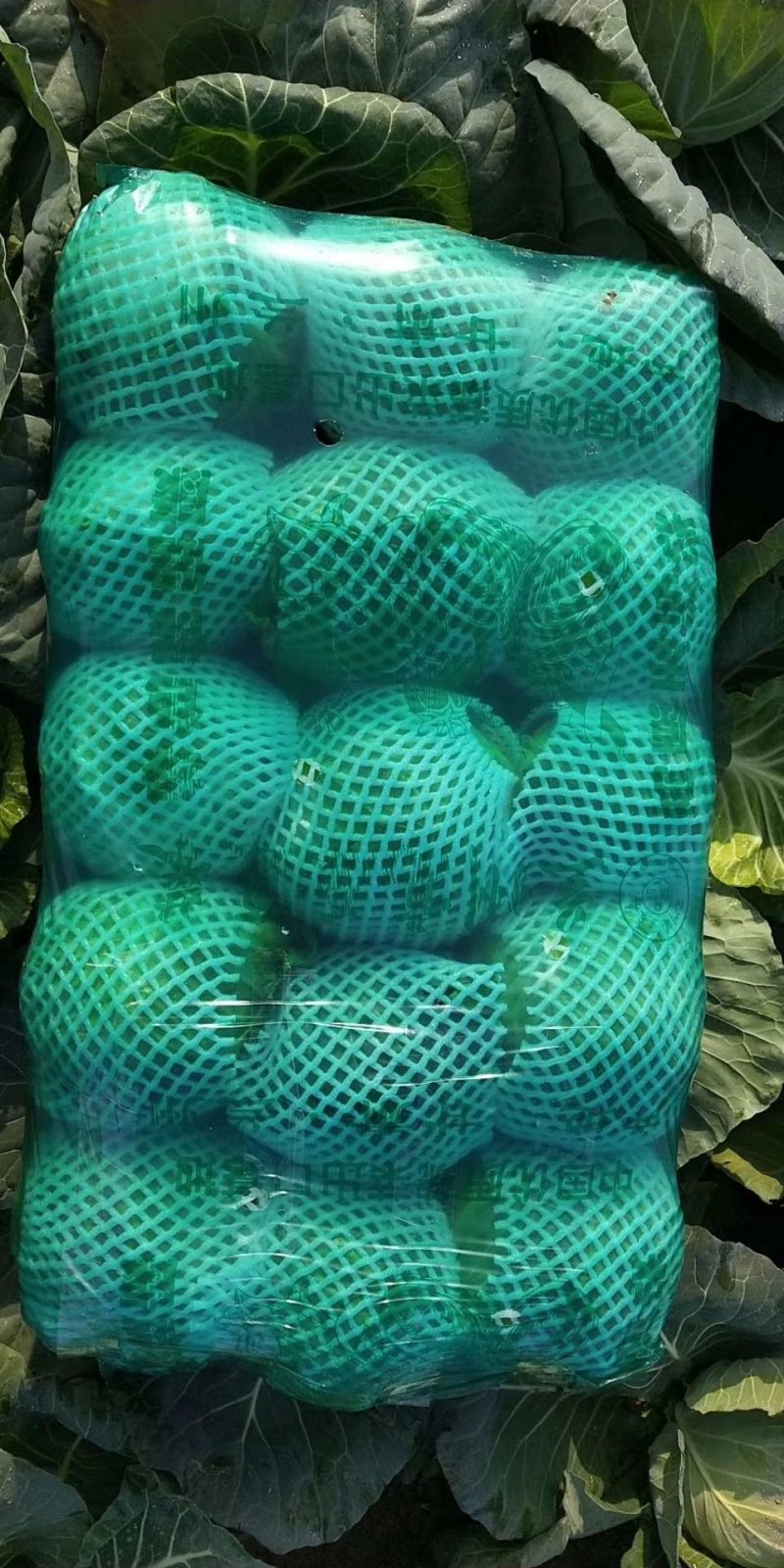 蔬菜，甘兰，花菜，油麦，芹菜，菠菜