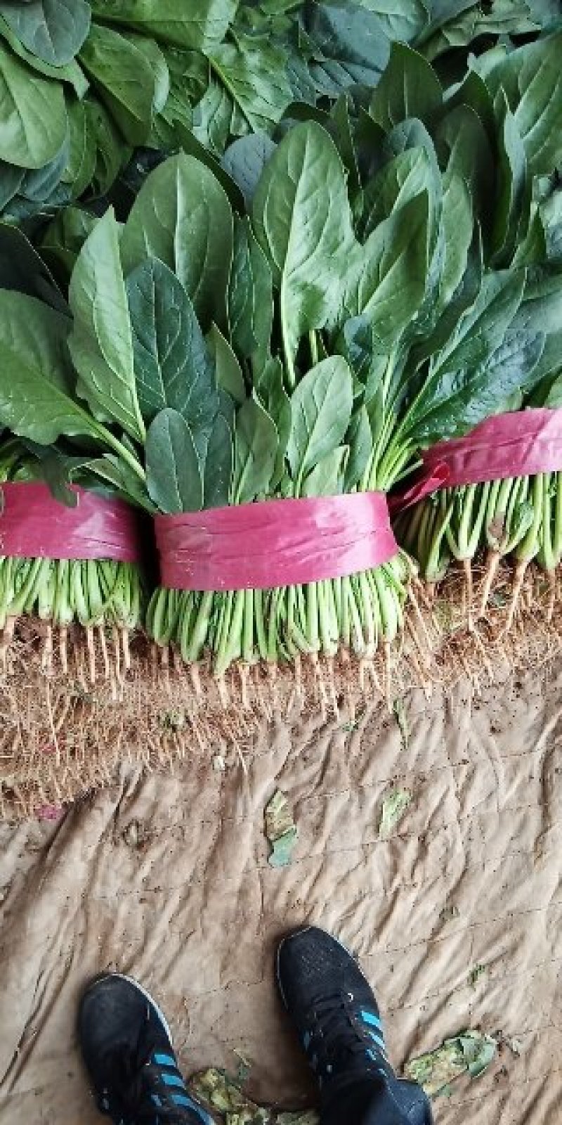 蔬菜，甘兰，花菜，油麦，芹菜，菠菜