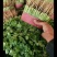 蔬菜，甘兰，花菜，油麦，芹菜，菠菜