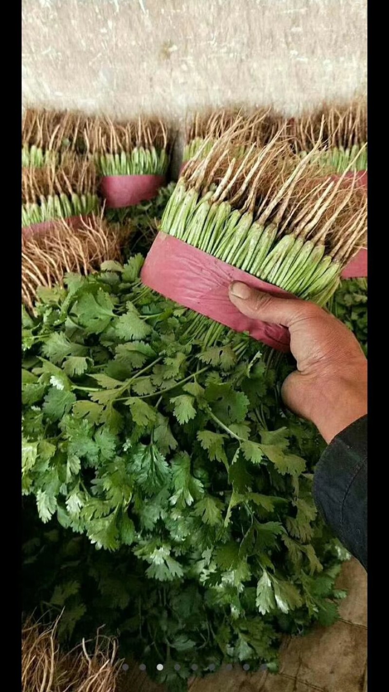 蔬菜，甘兰，花菜，油麦，芹菜，菠菜