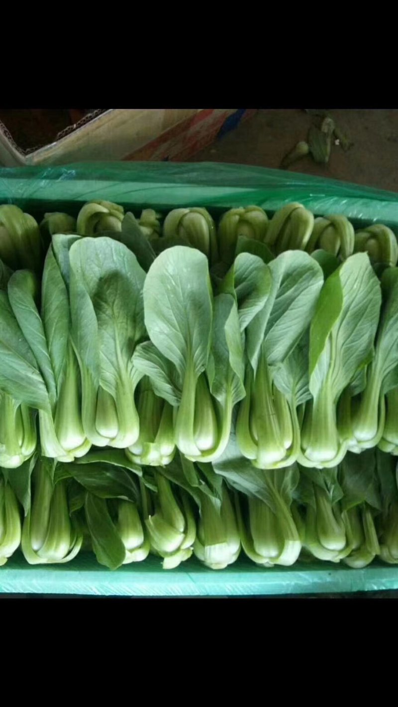 蔬菜，甘兰，花菜，油麦，芹菜，菠菜