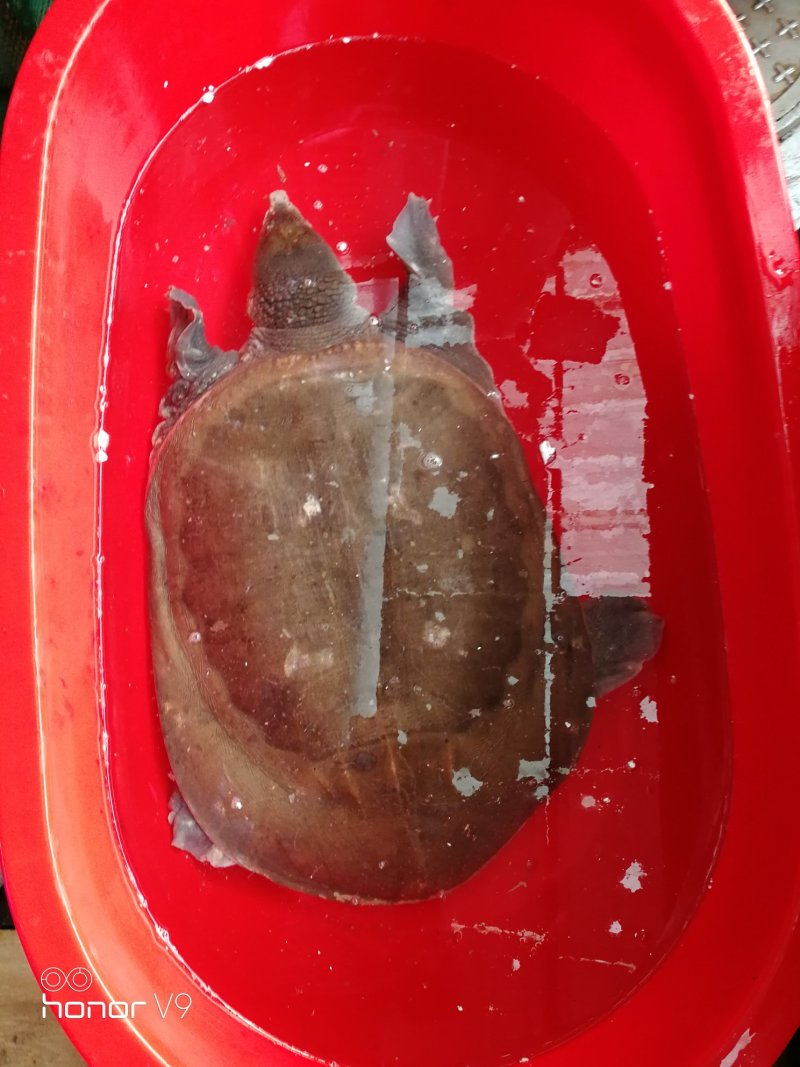 鳖王万年王八