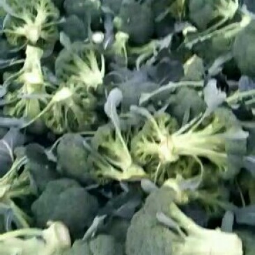 优秀西兰花