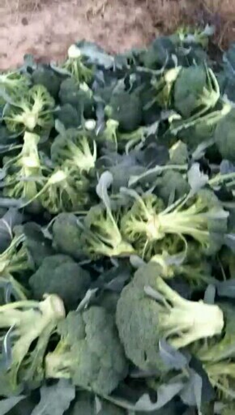 优秀西兰花