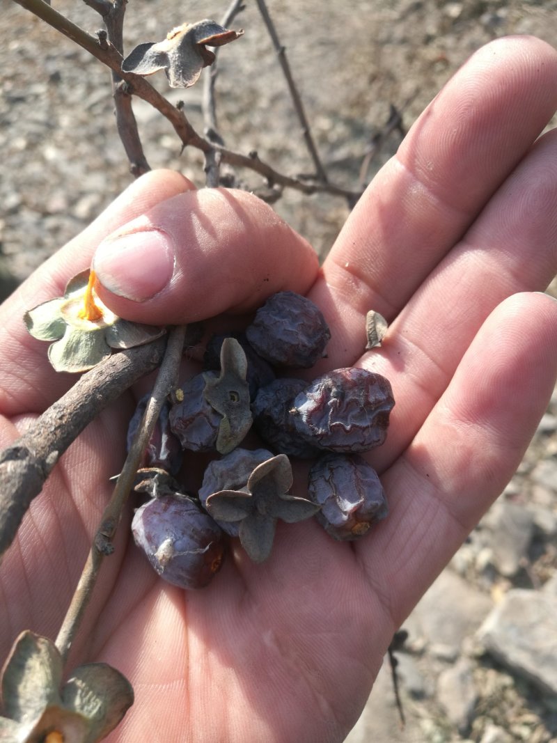 有核黑枣比无核黑枣还要好吃