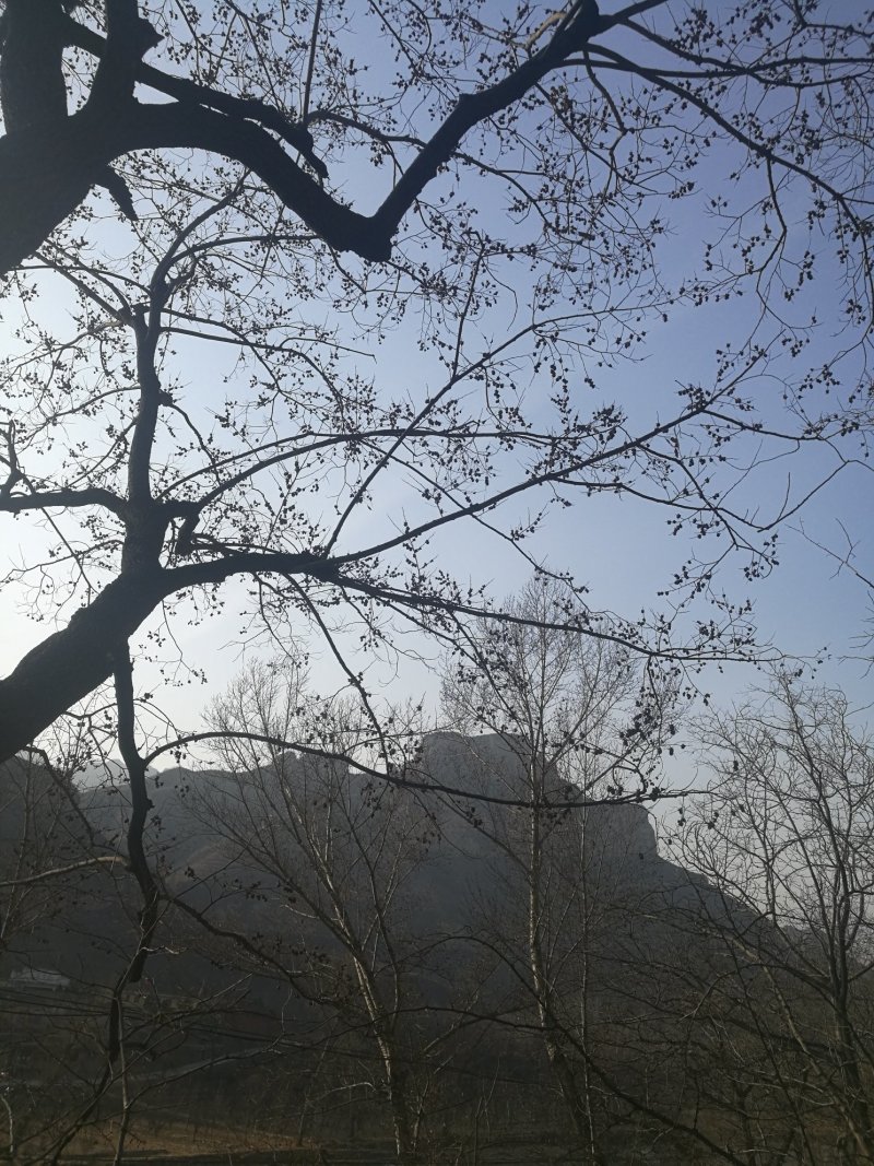 有核黑枣比无核黑枣还要好吃