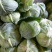 陕西莲花白、包菜圆包菜扁包菜甘蓝代发全国