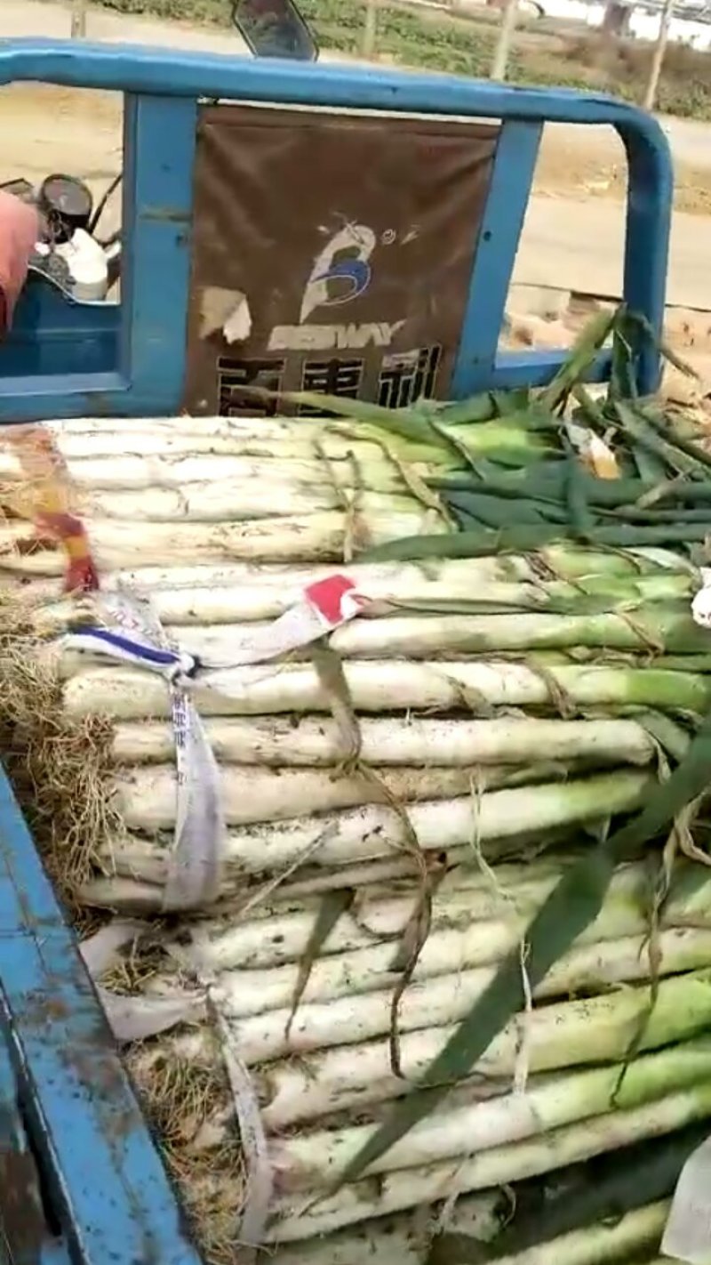 大葱大量供应长白，章丘大葱货源充足随到随装