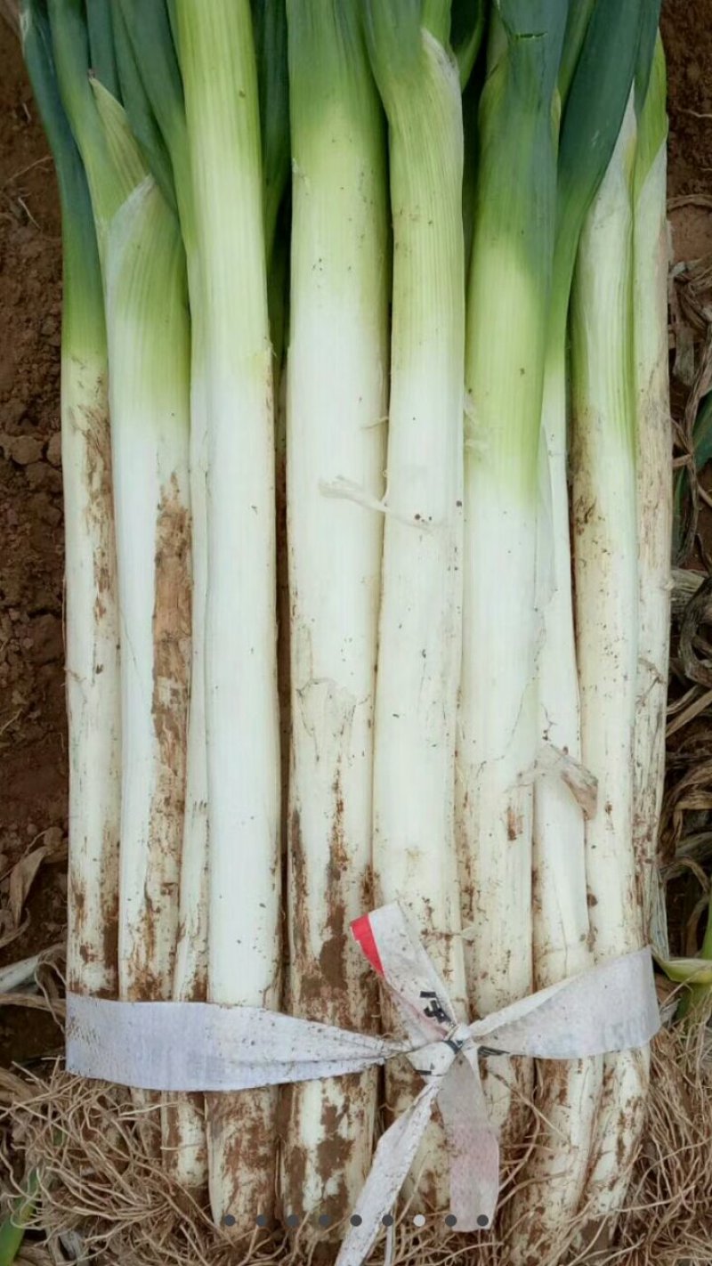 大葱大量供应长白，章丘大葱货源充足随到随装
