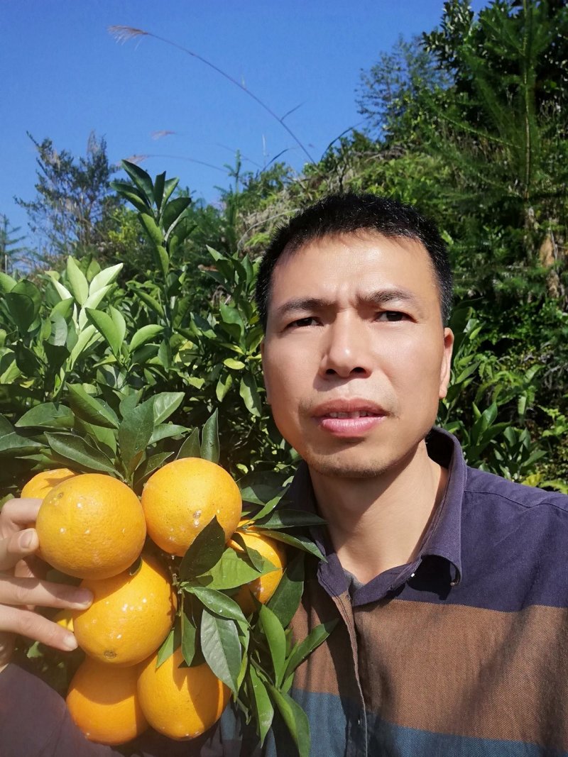 供应赣南脐橙，原生态，