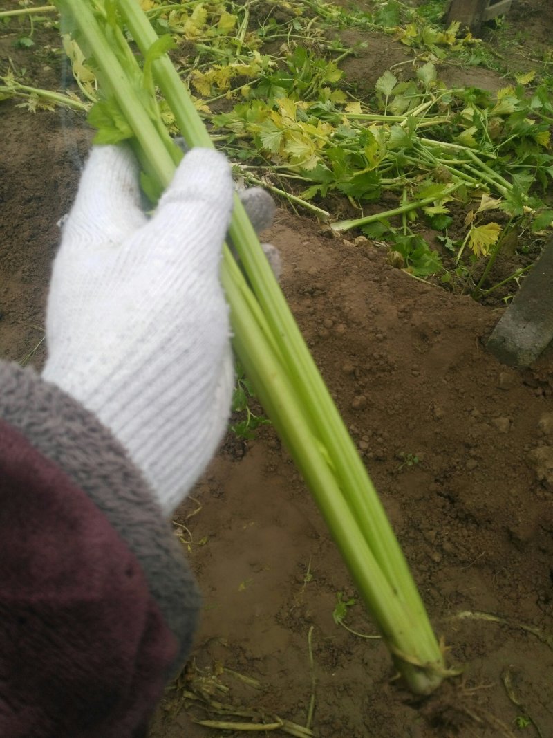 芹菜，，有，大，中，小颗，欢迎选购，知量好。