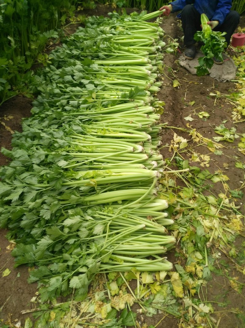 芹菜，，有，大，中，小颗，欢迎选购，知量好。